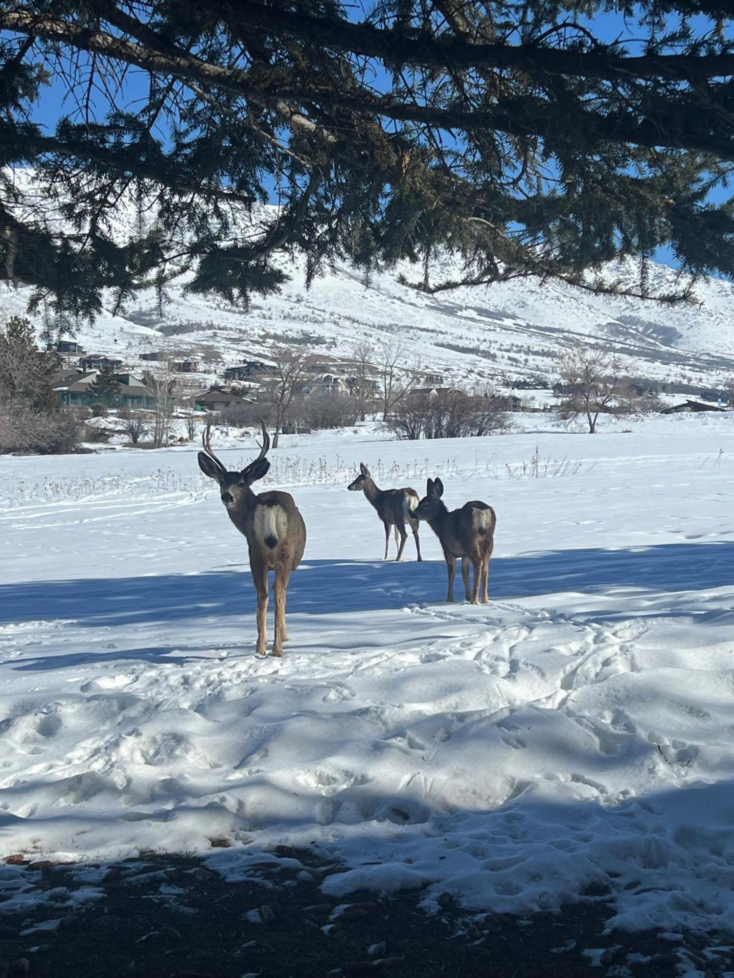 Wolf Creek Lodge Condo In Eden, Ut - Relaxing Mountain Retreat Buitenkant foto